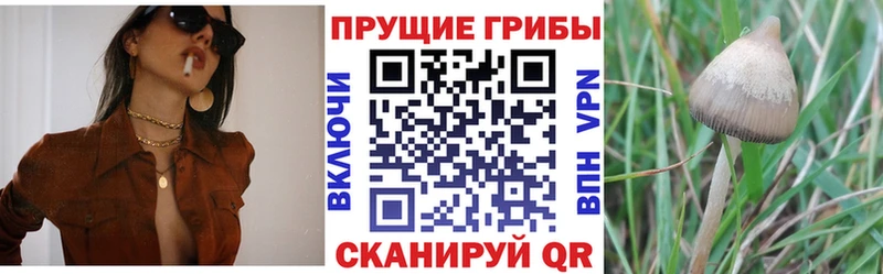 Псилоцибиновые грибы GOLDEN TEACHER Камышлов